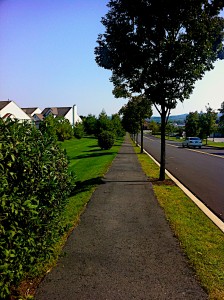 Green strip on right of bike path is too thin to handle the trees